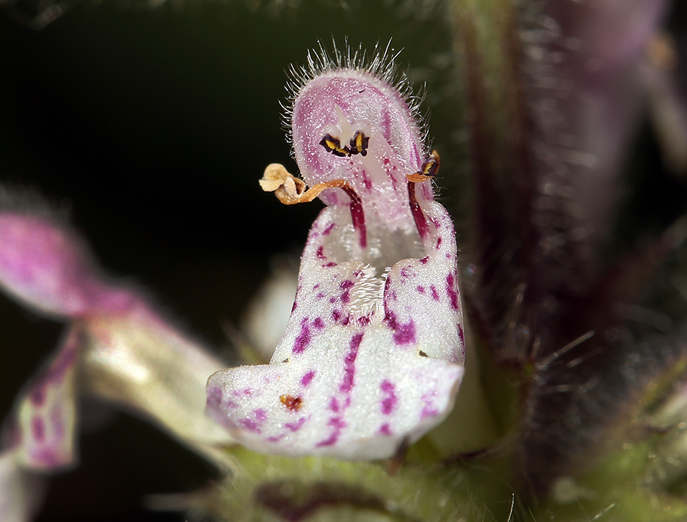 Stachys rigida var. rigida Stachys rigida var. rigida