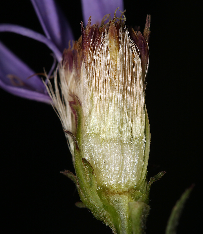 Eucephalus ledophyllus var. covillei
