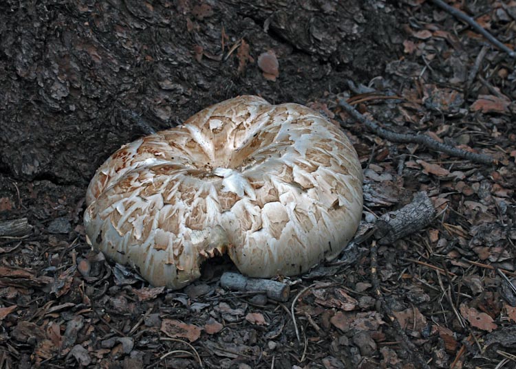 Neolentinus ponderosus Neolentinus ponderosus