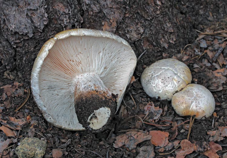 Neolentinus ponderosus