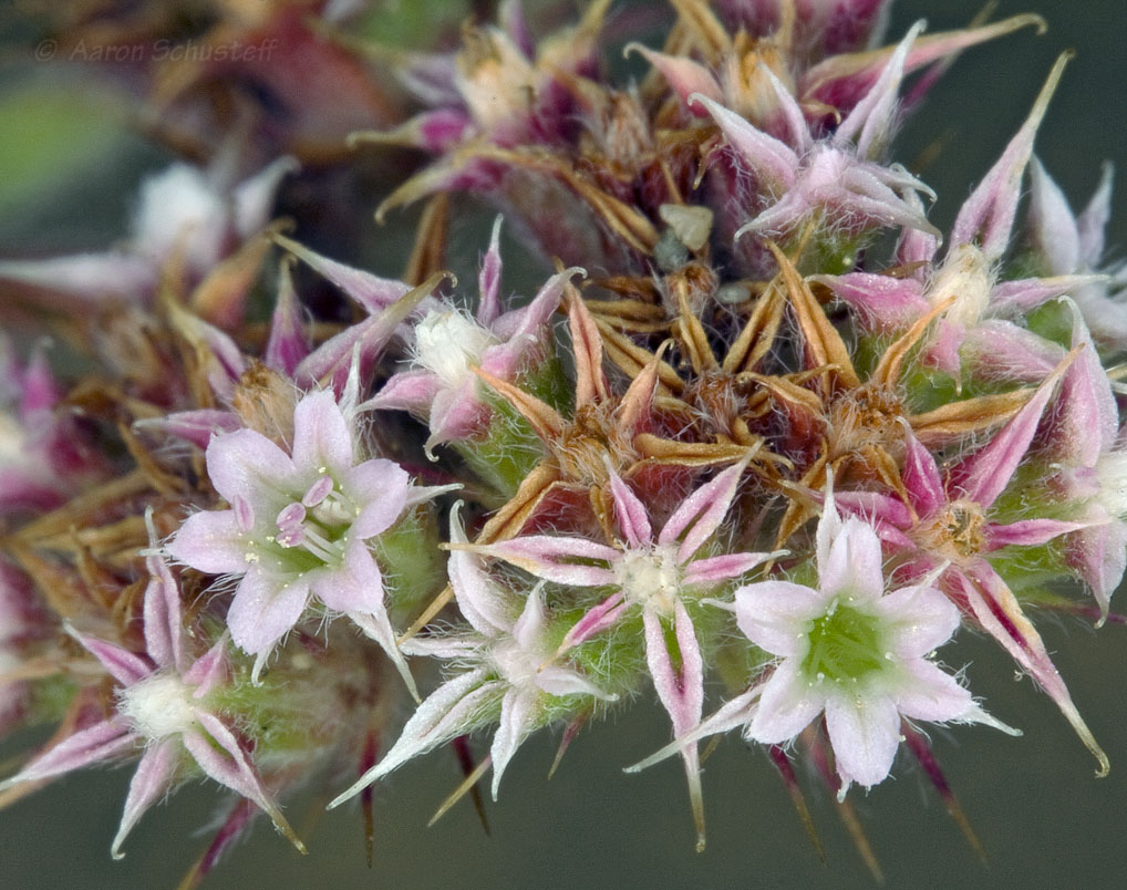 Chorizanthe cuspidata var. cuspidata Chorizanthe cuspidata var. cuspidata