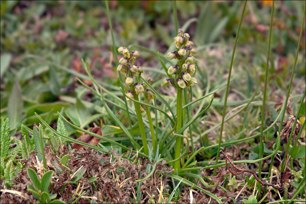 Chamorchis alpina