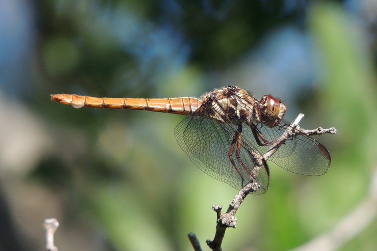 Orthemis ferruginea Orthemis ferruginea