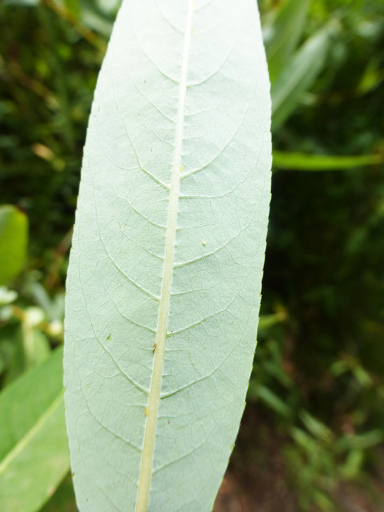 Salix prolixa