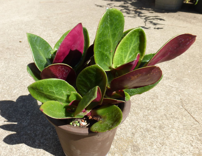 Crassula streyi