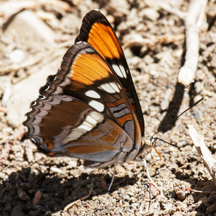 Adelpha californica