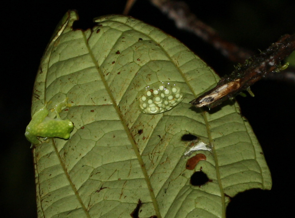 Hyalinobatrachium anachoretus