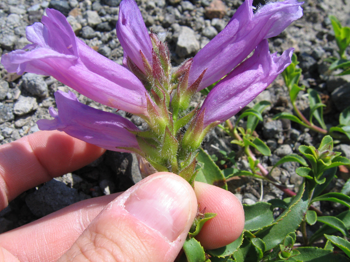 Penstemon cardwellii