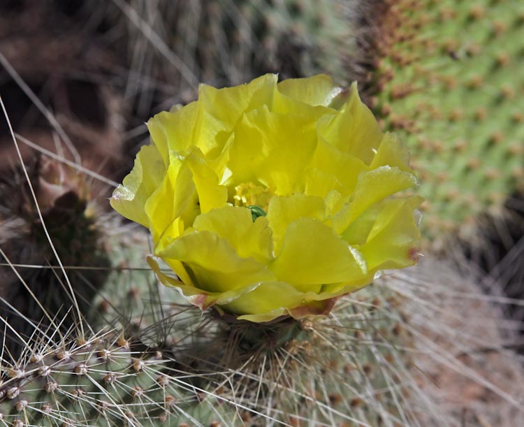 Opuntia erinacea Opuntia erinacea