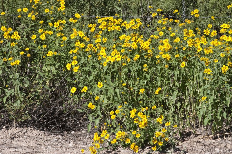 Verbesina encelioides ssp. exauriculata