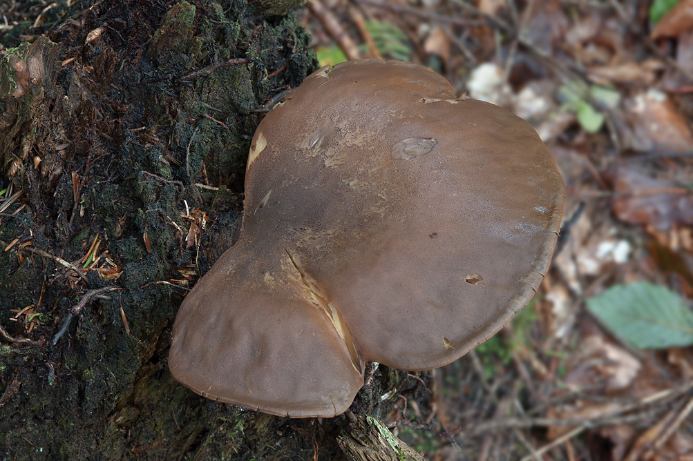 Tapinella atrotomentosa
