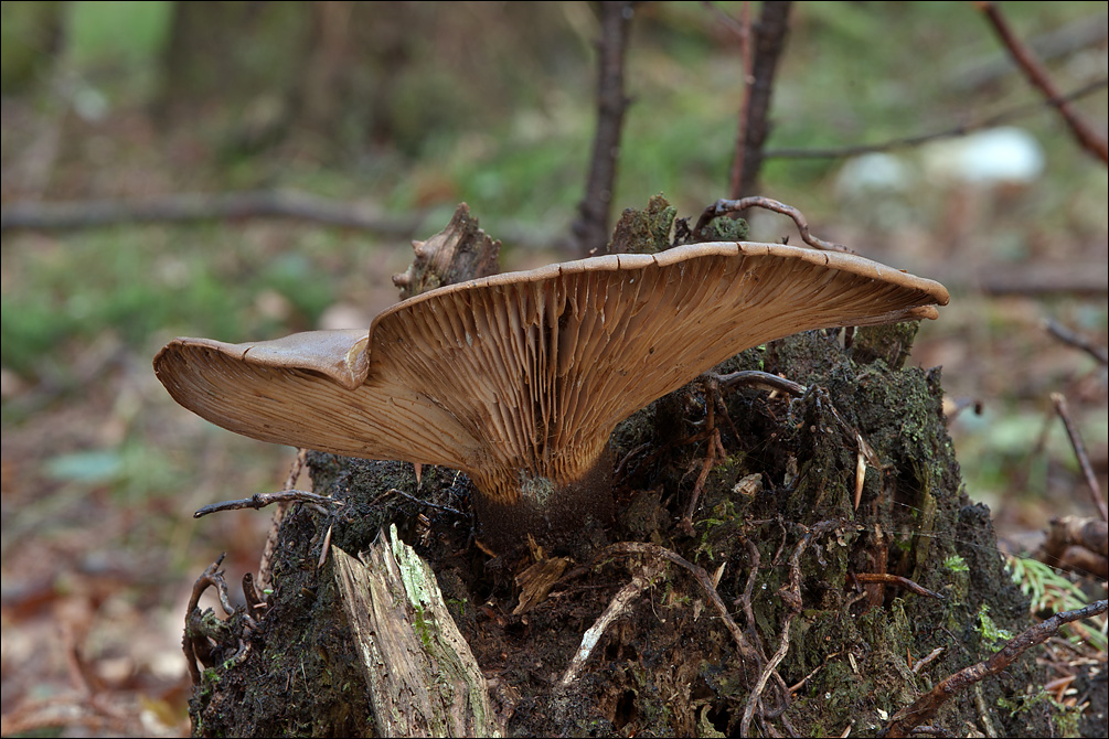 Tapinella atrotomentosa