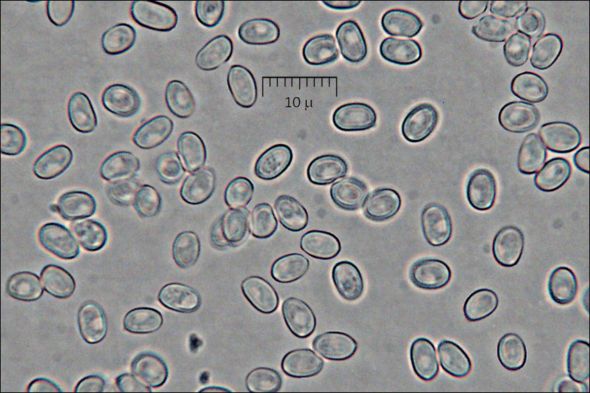 Tapinella atrotomentosa
