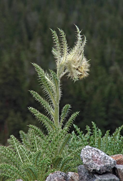 Cirsium scopulorum Cirsium scopulorum