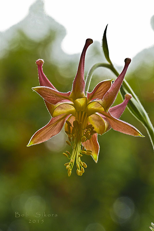 Aquilegia eximia Aquilegia eximia