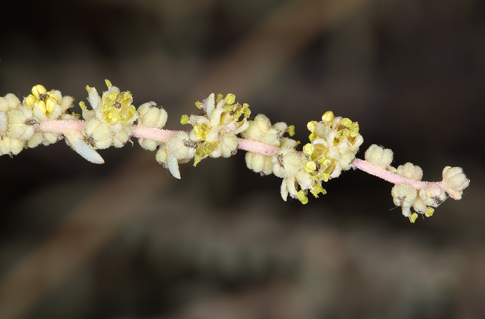 Atriplex polycarpa