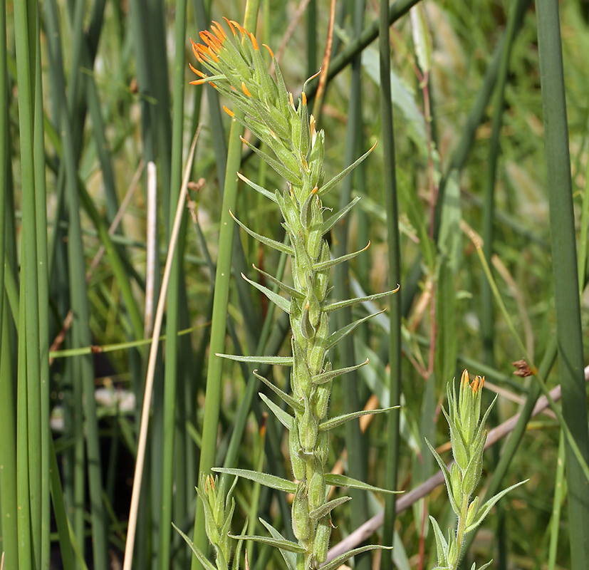 Castilleja minor ssp. minor Castilleja minor ssp. minor