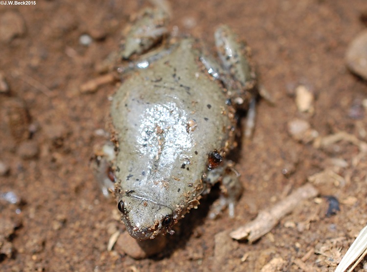Gastrophryne olivacea Gastrophryne olivacea