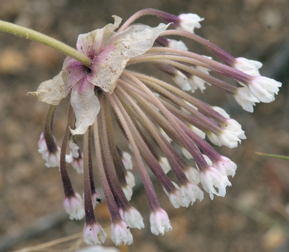 Abronia fragrans Abronia fragrans