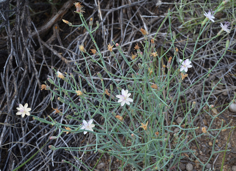 Stephanomeria pauciflora