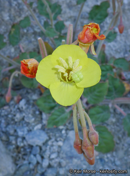 Chylismia cardiophylla ssp. cardiophylla