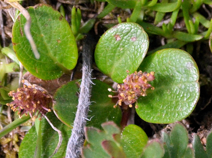 Salix reticulata ssp. nivalis