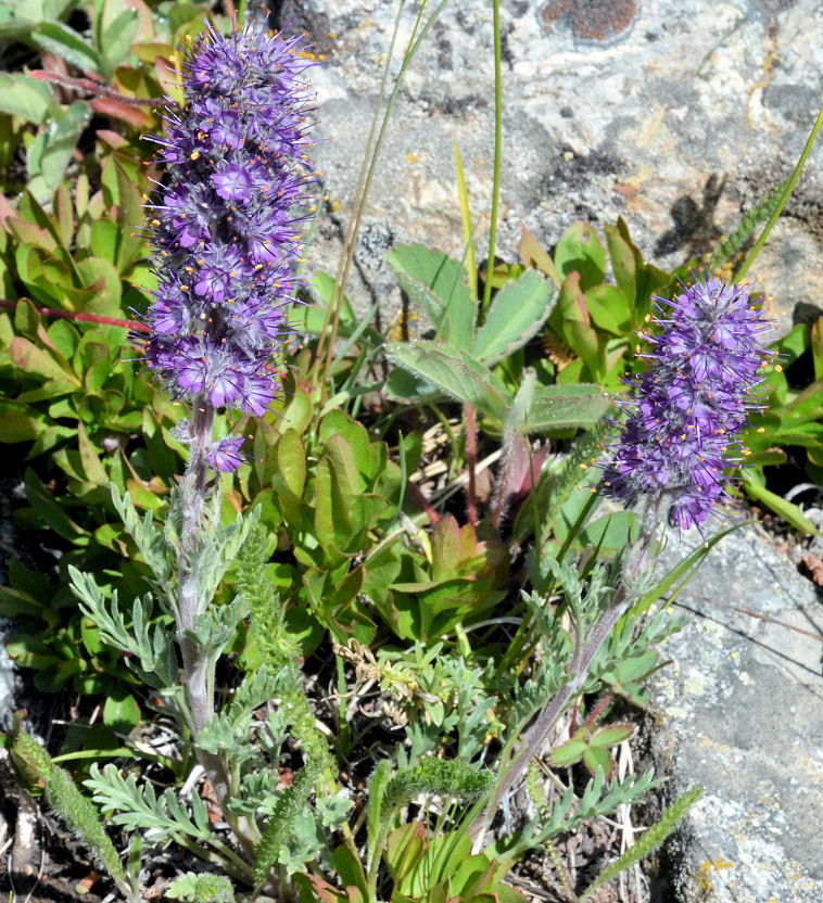 Phacelia sericea var. sericea Phacelia sericea var. sericea
