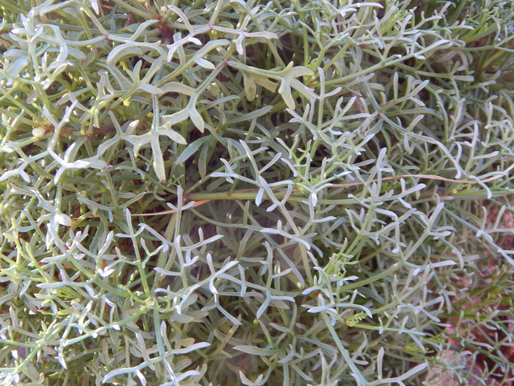 Hofmeisteria crassifolia