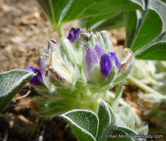 Pediomelum californicum