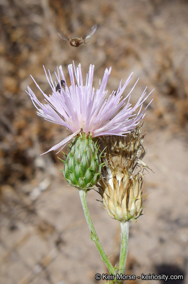 Cirsium occidentale var. californicum