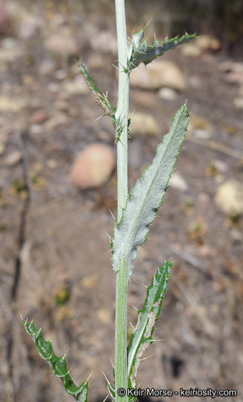 Cirsium occidentale var. californicum