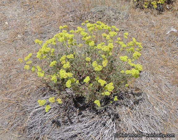 Eriogonum umbellatum var. munzii