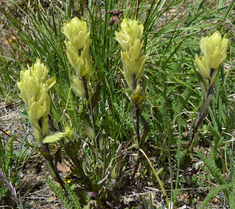 Castilleja occidentalis