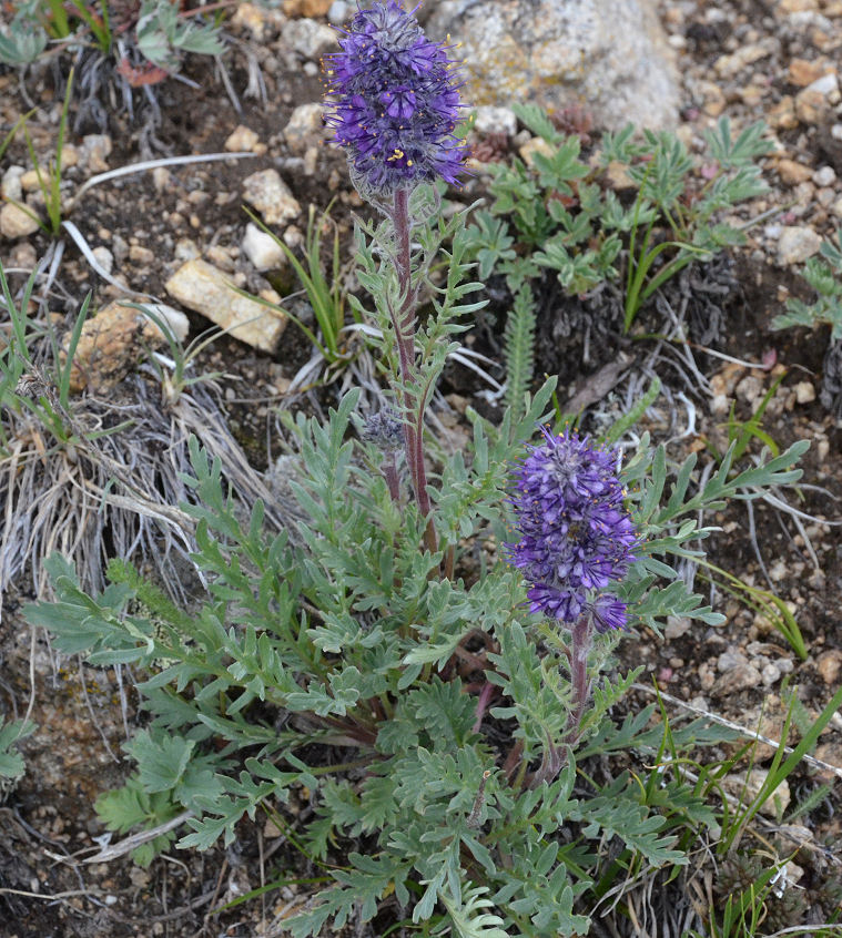 Phacelia sericea var. sericea Phacelia sericea var. sericea