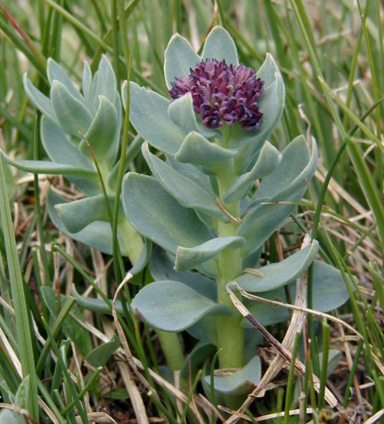 Sedum roseum ssp. integrifolium