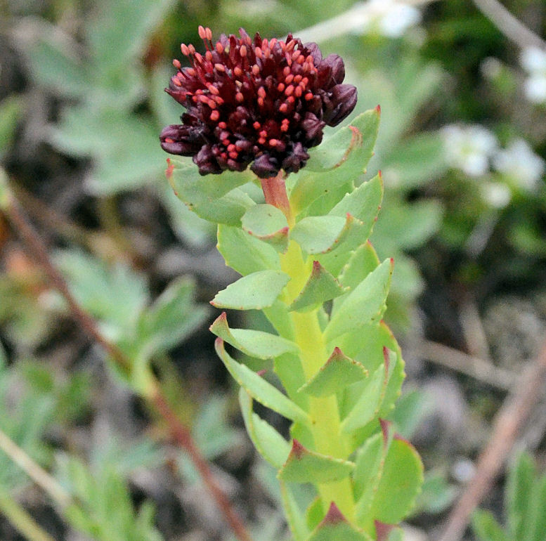 Sedum roseum ssp. integrifolium