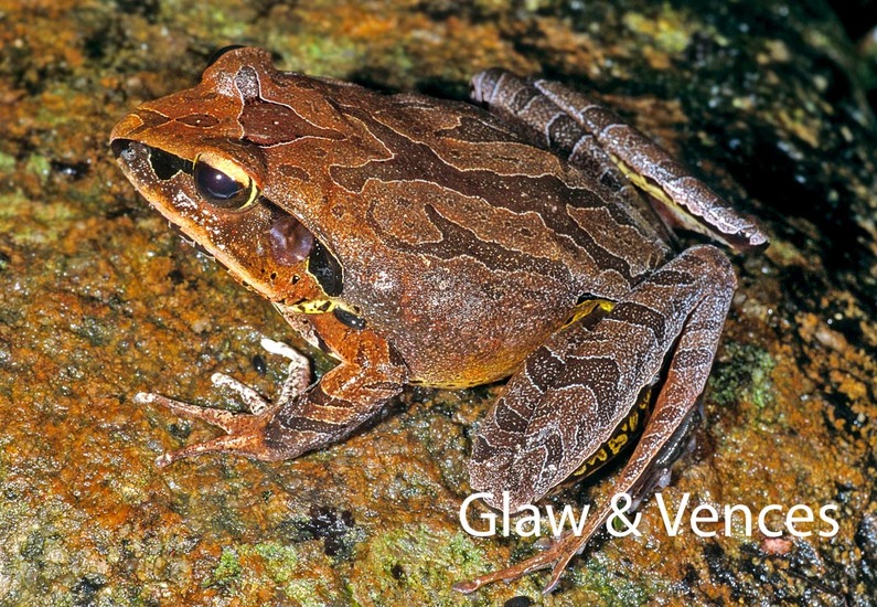 Aglyptodactylus australis Aglyptodactylus australis