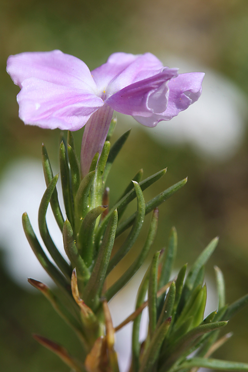 Phlox diffusa Phlox diffusa