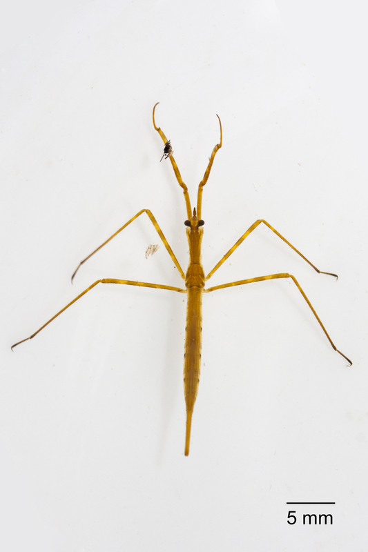 Ranatra sp. Ranatra sp.