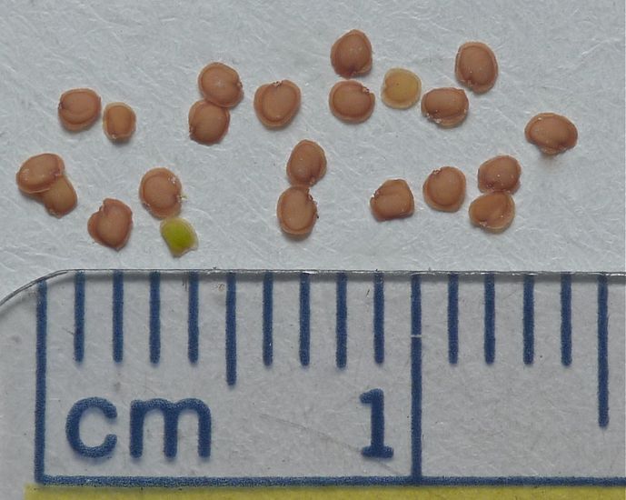 Cardamine pensylvanica
