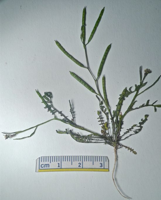 Cardamine pensylvanica