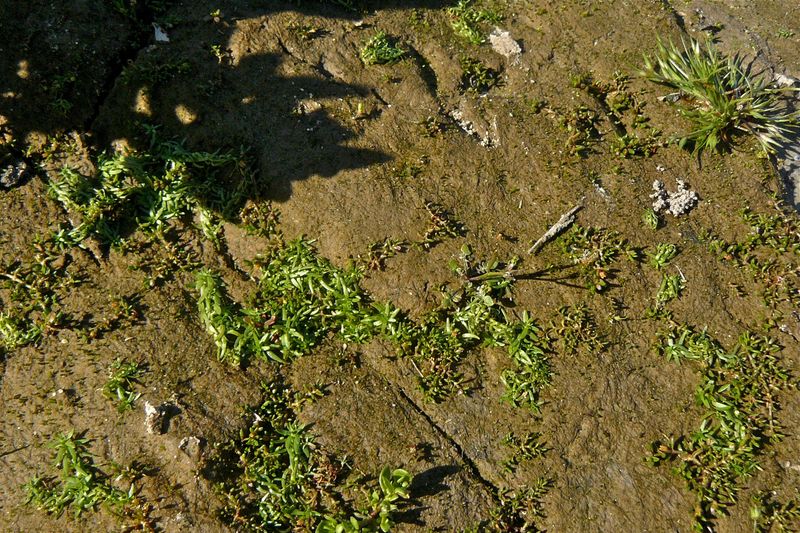 Callitriche heterophylla