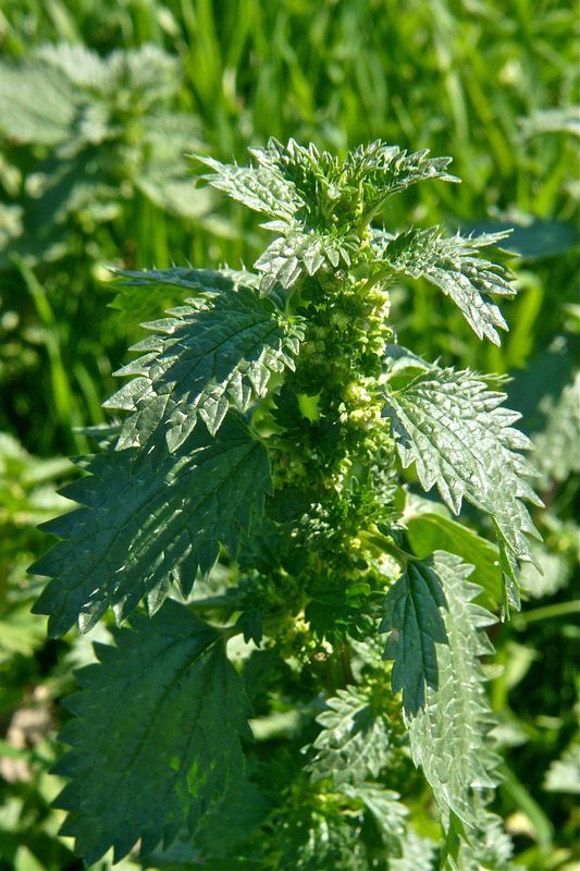 Urtica urens