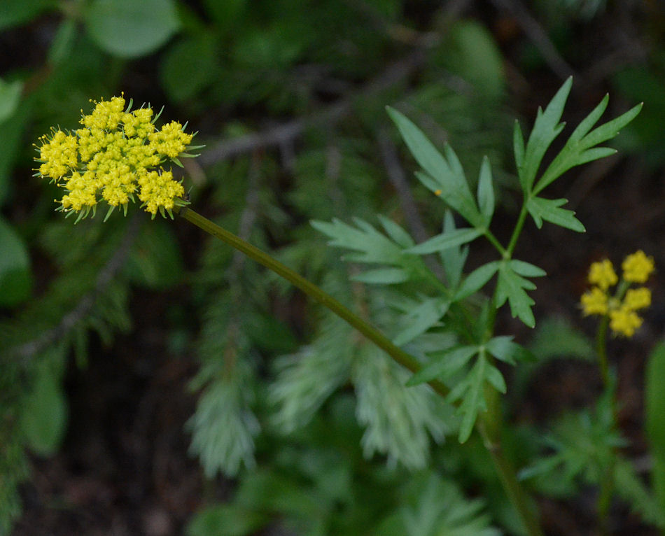 Cymopterus lemmonii