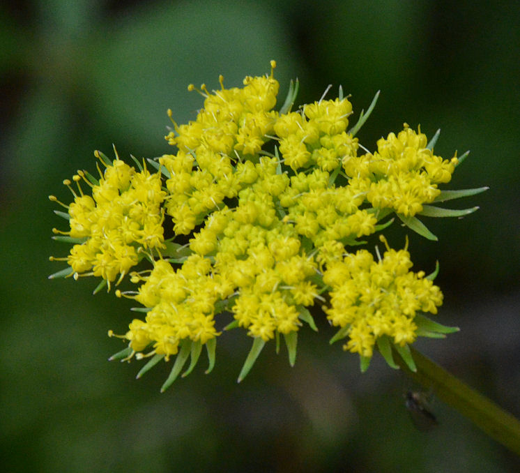 Cymopterus lemmonii