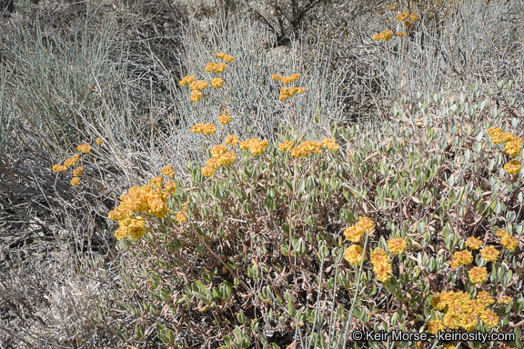 Eriogonum umbellatum var. subaridum