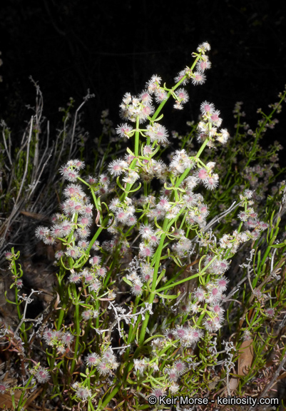 Galium angustifolium ssp. jacinticum