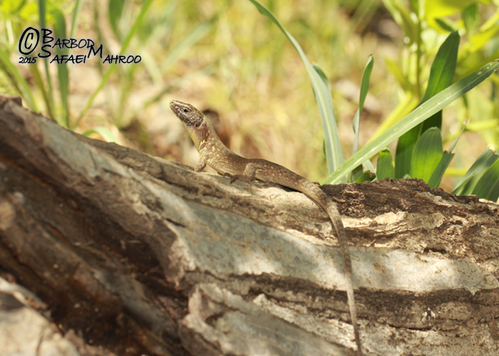 Timon princeps kurdistanica Timon princeps kurdistanica