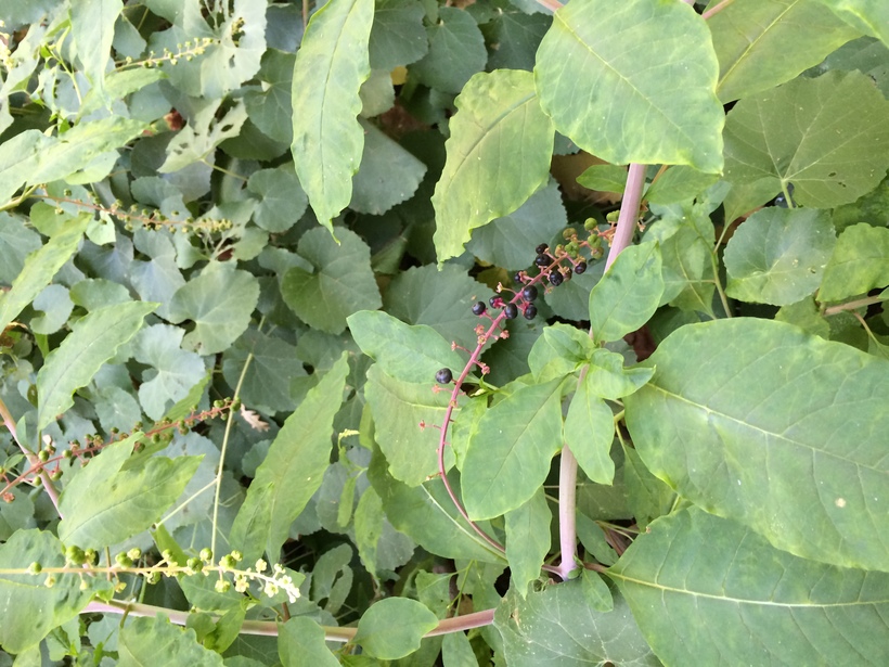 Phytolacca americana