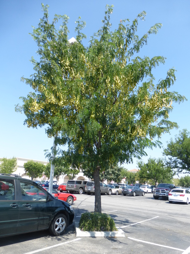Gleditsia triacanthos